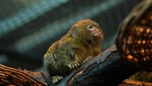 Close Up Pygmy Marmosets | Tamarin Monkey Sitting On A Branch. The Tamarins Are Squirrel-sized New World Monkeys From The Family Callitrichidae In The Genus Saguinus.