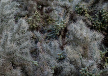 Chain Fruit Cholla Cactus Close Up