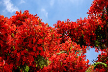 Tree With Bright Red Flowers Against Sky Background, Closeup