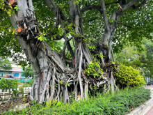 Big Amazing Tree. Trunk Closeup. Ficus Benghalensis, Banyan Fig, Indian Banyan. Tropical, Subtropical Plant. Banyans. Unusual Huge Trunk And Dense Crown Of Foliage. Street Of City, Town. Green Grass