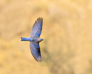 a mountain bluebird flashes his beautiful colors