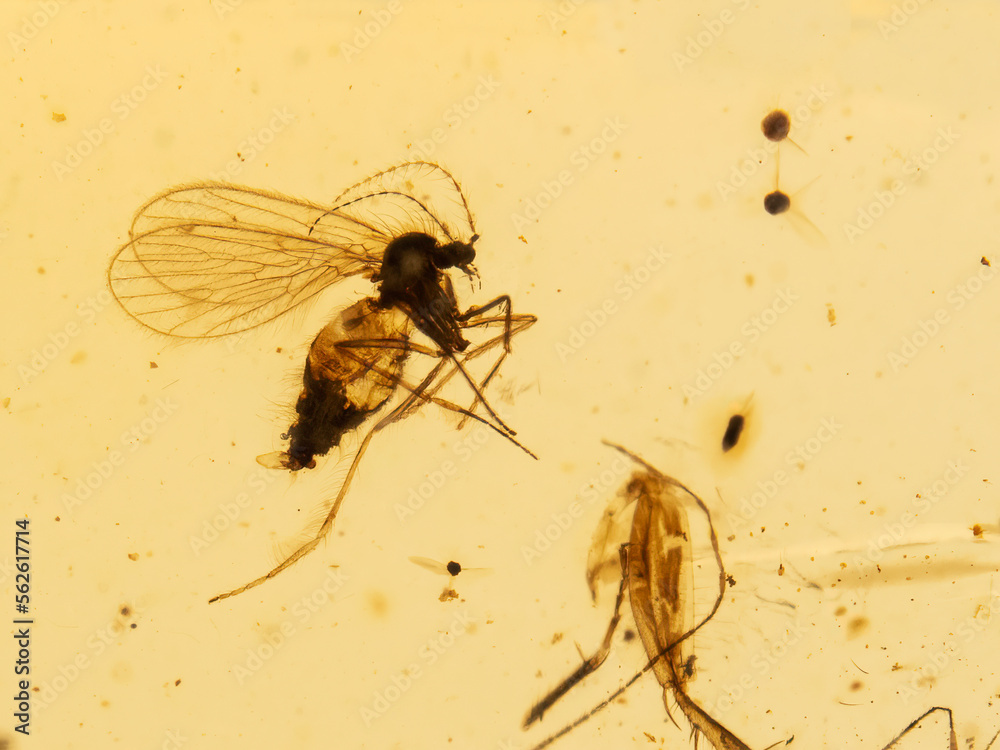 P1080711 extinct species of drain fly, Palaeoparasycorax suppus ...