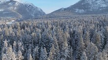 Mount Lady Macdonald And Grotto Mountain Are Seen Behind A Dense Evergreen Forest Coated In Heavy Snow During Winter In Canadian Rockies