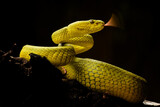 Fototapeta Zwierzęta - Yellow pit viper, poisonous snake