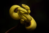 Fototapeta Zwierzęta - Yellow pit viper, beautifull snake but Dangerous