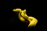 Fototapeta Zwierzęta - Yellow pit viper