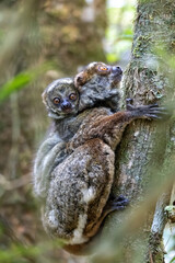 Wall Mural - Avahi, Peyrieras' Woolly Lemur (Avahi peyrierasi), Endangered endemic animal on tree, mother with baby on back. Ranomafana National Park. Madagascar wildlife animal.