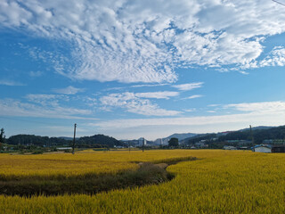 Wall Mural - autumn golden rice field. 
Rural landscape.