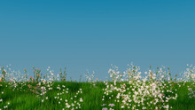 Summer Meadow With Long Grass, Wild Flowers And Clear Blue Sky. Nature Wallpaper With Copy-space.