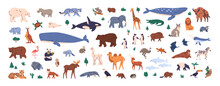 Different World Animals Set. Cute Childish Fauna, Wildlife. Wild Land And Sea Mammals, Birds. Various Bears, Whale, Kangaroo Species. Flat Graphic Vector Illustrations Isolated On White Background