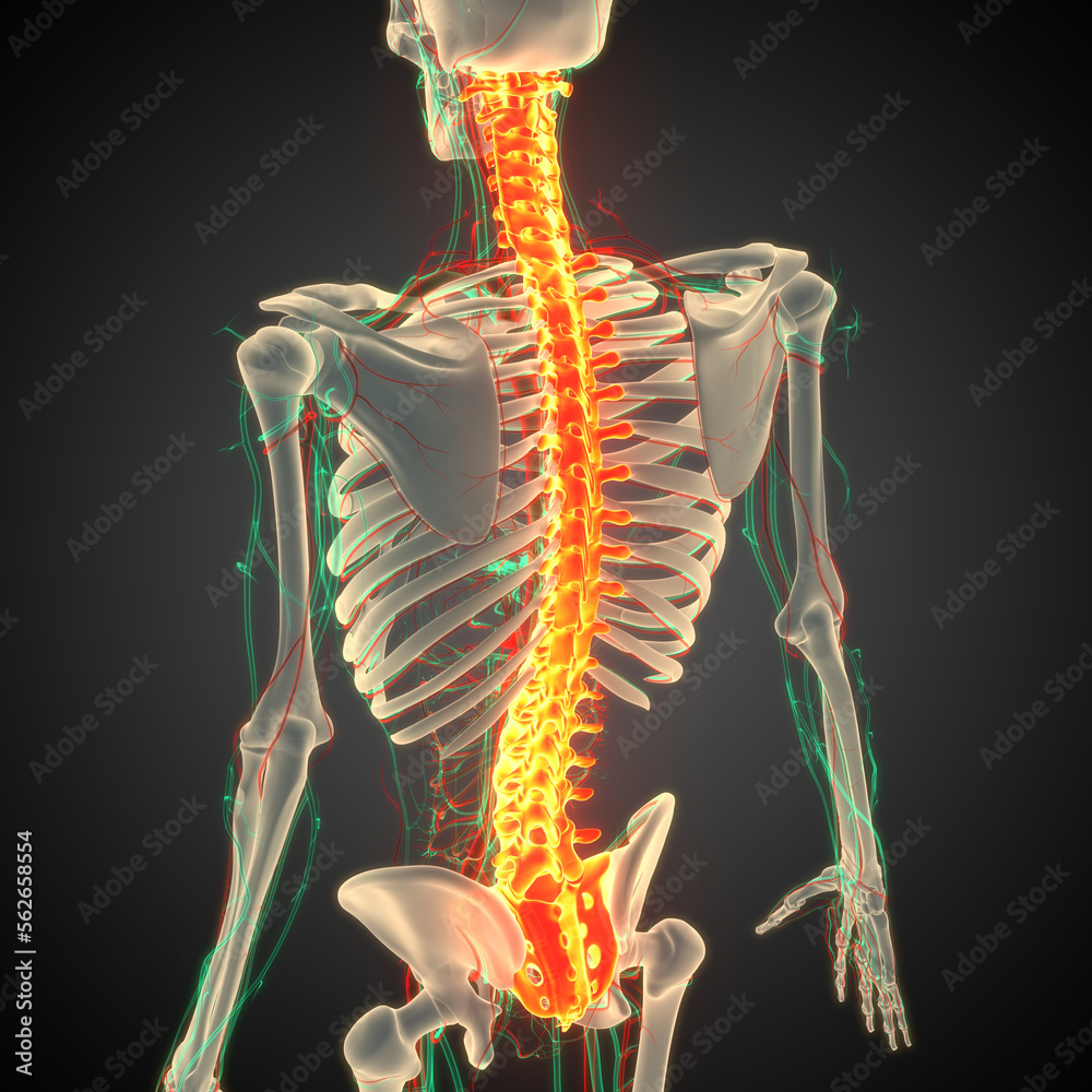 Spinal Cord Vertebral Column of Human Skeleton System Anatomy Stock ...