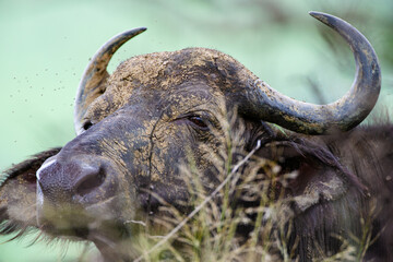 Wall Mural - African buffalo use mud to keep cool and offer protection against biting insects