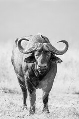 Wall Mural - African buffalo use mud to keep cool and offer protection against biting insects