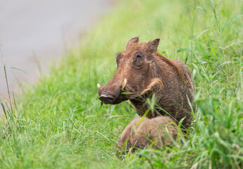 Wall Mural - Africa Warthog walking through the green grass of the Hluhluwe-umfolozi National Park, South Africa	