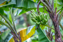 Decorative Banana Plants Growing In A Tropical Garden. Exotic Fruits.