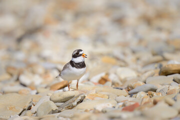 Wall Mural - An adult Common Ringed Plover standing on a gravel beach