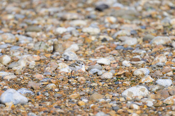 Wall Mural - An immature Common Ringed Plover on a beach