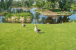 Summer landscape  with fat  gooses and swans in park in .Dniro city, Ukraine
