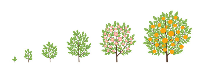 Poster - Orange tree growth stages. Fruit tree life cycle. Vector illustration.