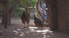 Free Range Chickens Peck At The Ground In The Shade While A Rooster Stands Tall Next To Them On A Patio.