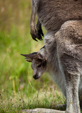 Joey Kanagaroo In Mother's Pouch