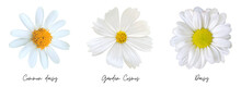 White Flowers Clipart Png 