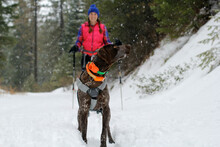 A Woman And Her Skijoring Dog On A Winter Trail