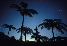Palm Trees Silhouetted Against A Moonlit Sky In New Zealand