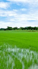 Poster - Green rice paddy fields in the countryside of Thailand.
