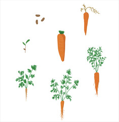 Wall Mural - Growth stages of carrot plant. Carrot growing stages vector illustration