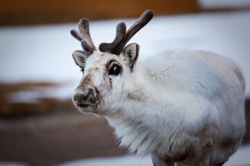 svalbard reindeer, ny-alesund