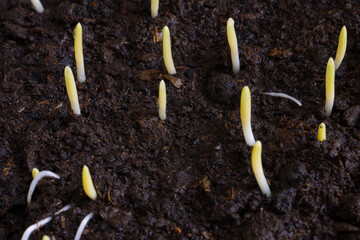 Wall Mural - Germinated shoots of corn on the ground