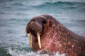 walrus at poole-pynten