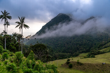 Wall Mural - Cocora palm valley in Colombia in South America