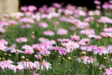 Fototapeta Kwiaty - Pink spring daisy flowers with green leaves blooming in the garden background, flower meadow in sunny day, nature floral background in early summer with fresh green grass