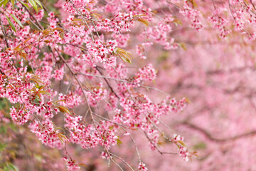 Wall Mural - Wild Himalayan Cherry Blossom (Prunus cerasoides Rosaceae) beautiful pink cherry blossoming flower branches on nature outdoors. Pink Sakura flowers of Thailand, dreamy romantic image spring, landscape