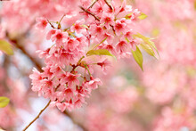 Wild Himalayan Cherry Blossom (Prunus Cerasoides Rosaceae) Beautiful Pink Cherry Blossoming Flower Branches On Nature Outdoors. Pink Sakura Flowers Of Thailand, Dreamy Romantic Image Spring, Landscape
