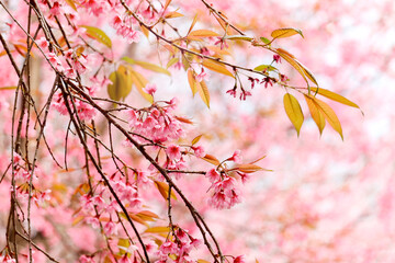 Wall Mural - Wild Himalayan Cherry Blossom (Prunus cerasoides Rosaceae) beautiful pink cherry blossoming flower branches on nature outdoors. Pink Sakura flowers of Thailand, dreamy romantic image spring, landscape