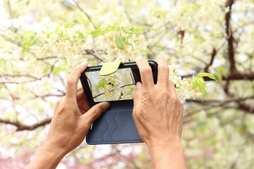 Wall Mural - Hand hold mobile phone take photo of Wild Himalayan Cherry Blossom (Prunus cerasoides Rosaceae) beautiful white cherry blossoming on nature outdoor. Sakura of Thailand