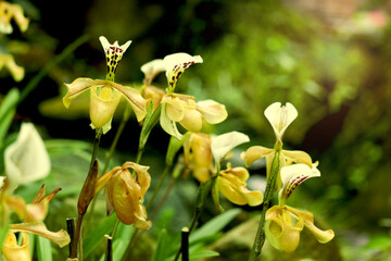 Wall Mural - Rare Lady slipper orchid (Paphiopedilum exul) or Rongthao nari lueang krab (normal name in Thailand), beautiful blossom orchid flowers blooming in summer tropical garden.