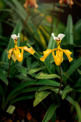 Wall Mural - Rare Lady slipper orchid (Paphiopedilum exul) or Rongthao nari lueang krab (normal name in Thailand), beautiful blossom orchid flowers blooming in summer tropical garden.