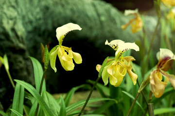Wall Mural - Rare Lady slipper orchid (Paphiopedilum exul) or Rongthao nari lueang krab (normal name in Thailand), beautiful blossom orchid flowers blooming in summer tropical garden.