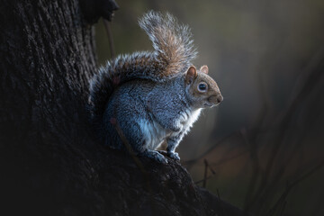 squirrel in lond hyde park