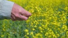 closeup male hands of farmer pluck flowering rapeseed flower for inspection and evaluation. farmer walks through rapeseed field checking state of growth and development of rapeseed. slow motion.
