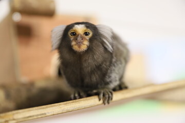 monkey