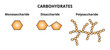 Vector set of three categories of carbohydrates – monosaccharide, disaccharide and polysaccharide. The simplest sugars, two monosaccharides linked together, polymers containing more monosaccharides.