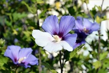 Color Mutation In Plants - Half Flower Of Hibiscus Syriacus Remained Blue-violet, Half Is White