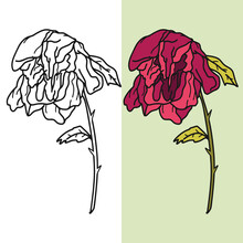 Hand Drawn Withered Flower Vector Illustration