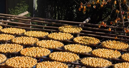 Sticker - Dry Persimmon fruit production under sunshine in factory