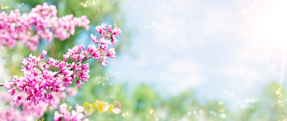 Canvas Print - Spring tree with pink flowers. Spring border or background art with pink blossom. Beautiful nature scene with blossoming tree and sunlight.